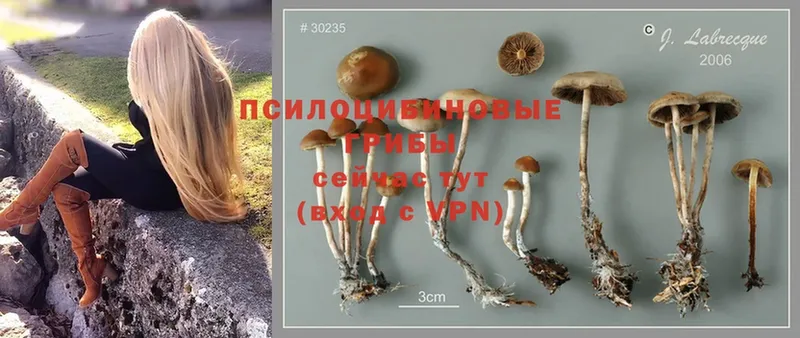 купить наркотик  Багратионовск  Псилоцибиновые грибы Magic Shrooms 